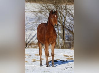 Volbloed Arabier, Ruin, 1 Jaar, Bruin