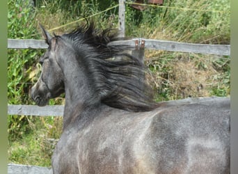 Volbloed Arabier, Ruin, 2 Jaar, 148 cm, Schimmel