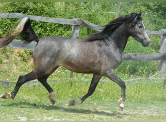 Volbloed Arabier, Ruin, 2 Jaar, 148 cm, Schimmel