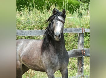Volbloed Arabier, Ruin, 2 Jaar, 148 cm, Schimmel