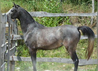 Volbloed Arabier, Ruin, 2 Jaar, 148 cm, Schimmel