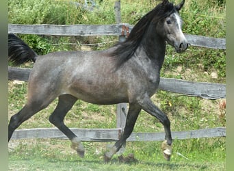 Volbloed Arabier, Ruin, 2 Jaar, 148 cm, Schimmel