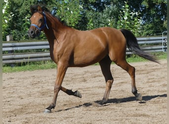 Volbloed Arabier, Ruin, 2 Jaar, 150 cm, Brauner