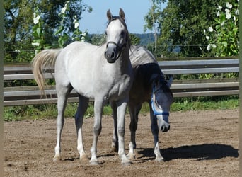 Volbloed Arabier, Ruin, 2 Jaar, 150 cm, Schimmel