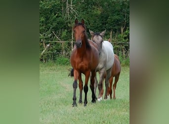 Volbloed Arabier, Ruin, 2 Jaar, 155 cm, Roodbruin