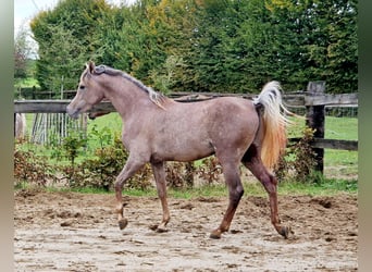 Vollblutaraber, Wallach, 2 Jahre, 155 cm, Fliegenschimmel