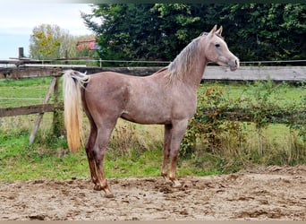 Vollblutaraber, Wallach, 2 Jahre, 155 cm, Fliegenschimmel