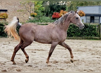 Vollblutaraber, Wallach, 2 Jahre, 155 cm, Fliegenschimmel