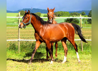 Volbloed Arabier, Ruin, 2 Jaar, 156 cm, Bruin