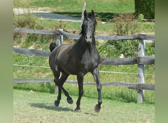 Volbloed Arabier, Ruin, 2 Jaar, 156 cm, Schimmel