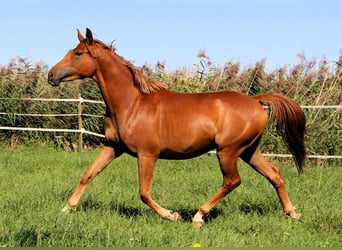 Volbloed Arabier, Ruin, 2 Jaar, 157 cm, Vos
