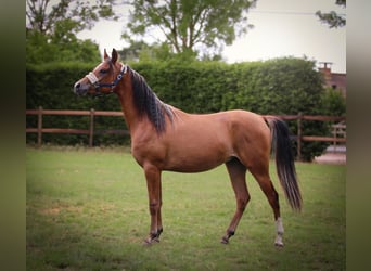 Volbloed Arabier, Ruin, 2 Jaar, Roodbruin