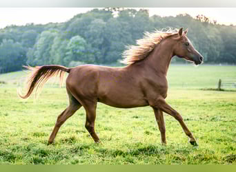 Volbloed Arabier, Ruin, 3 Jaar, 146 cm, Vos