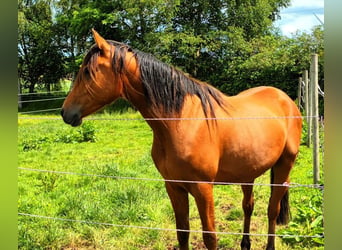 Volbloed Arabier Mix, Ruin, 3 Jaar, 150 cm, Bruin