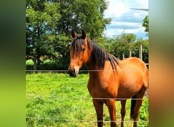 Volbloed Arabier Mix, Ruin, 3 Jaar, 150 cm, Bruin