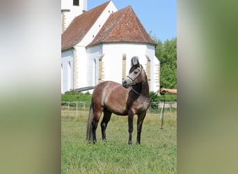 Volbloed Arabier, Ruin, 3 Jaar, 152 cm, Schimmel