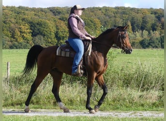 Volbloed Arabier, Ruin, 3 Jaar, 153 cm, Brauner