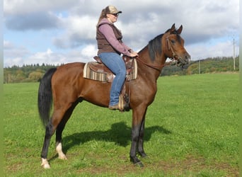 Volbloed Arabier, Ruin, 3 Jaar, 153 cm, Brauner