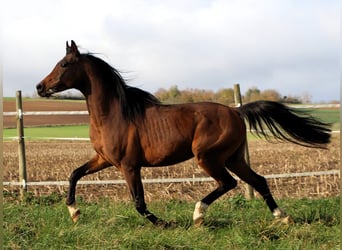 Volbloed Arabier, Ruin, 3 Jaar, 153 cm, Donkerbruin