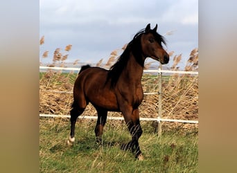 Volbloed Arabier, Ruin, 3 Jaar, 153 cm, Donkerbruin
