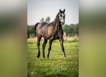 Volbloed Arabier, Ruin, 3 Jaar, 153 cm, Schimmel
