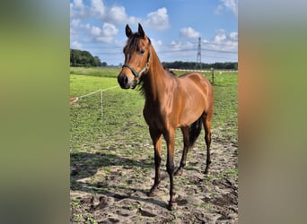Volbloed Arabier, Ruin, 3 Jaar, 154 cm, Bruin