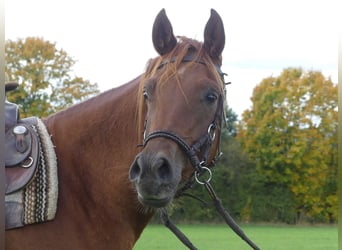 Volbloed Arabier, Ruin, 3 Jaar, 154 cm, Vos