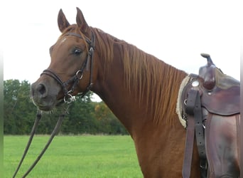 Volbloed Arabier, Ruin, 3 Jaar, 154 cm, Vos