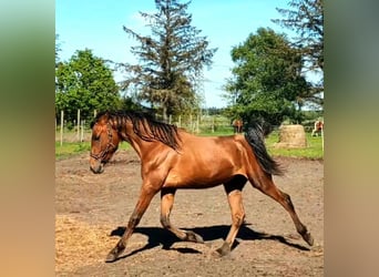 Volbloed Arabier Mix, Ruin, 3 Jaar, 155 cm, Bruin