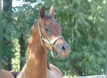 Volbloed Arabier, Ruin, 3 Jaar, 155 cm, Bruin