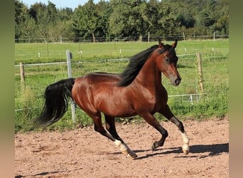 Volbloed Arabier, Ruin, 3 Jaar, 155 cm, Donkerbruin