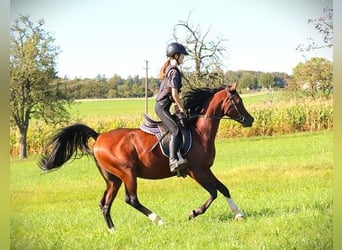 Volbloed Arabier, Ruin, 3 Jaar, 155 cm, Donkerbruin