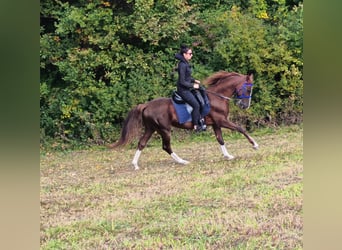 Volbloed Arabier, Ruin, 3 Jaar, 155 cm, Donkere-vos