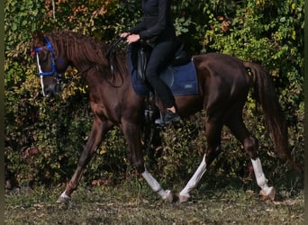 Volbloed Arabier, Ruin, 3 Jaar, 155 cm, Donkere-vos