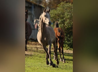 Volbloed Arabier, Ruin, 3 Jaar, 155 cm, Schimmel