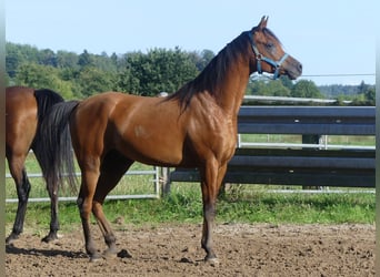 Volbloed Arabier, Ruin, 3 Jaar, 156 cm, Bruin