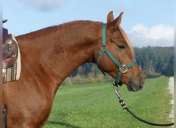 Volbloed Arabier, Ruin, 3 Jaar, 156 cm, Vos