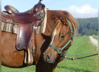 Volbloed Arabier, Ruin, 3 Jaar, 156 cm, Vos