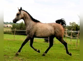 Volbloed Arabier, Ruin, 3 Jaar, 159 cm, Brown Falb schimmel