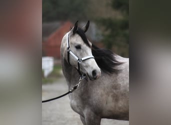 Volbloed Arabier, Ruin, 3 Jaar, 160 cm, Schimmel