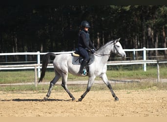 Volbloed Arabier, Ruin, 3 Jaar, 160 cm, Schimmel