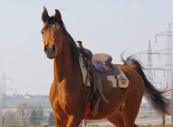 Volbloed Arabier, Ruin, 3 Jaar, Bruin