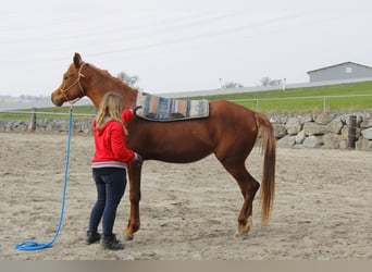 Volbloed Arabier, Ruin, 3 Jaar, Vos