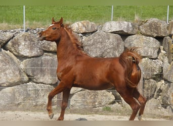 Volbloed Arabier, Ruin, 3 Jaar, Vos