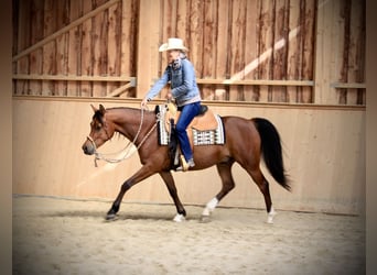Volbloed Arabier, Ruin, 4 Jaar, 152 cm, Bruin