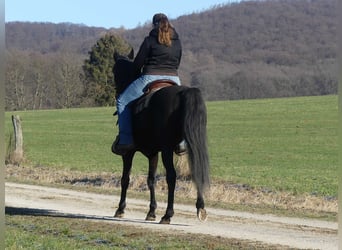 Volbloed Arabier, Ruin, 4 Jaar, 152 cm, Zwart