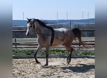 Volbloed Arabier, Ruin, 4 Jaar, 153 cm, Brown Falb schimmel