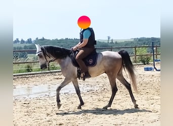 Volbloed Arabier, Ruin, 4 Jaar, 153 cm, Brown Falb schimmel