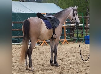 Volbloed Arabier, Ruin, 4 Jaar, 153 cm, Brown Falb schimmel