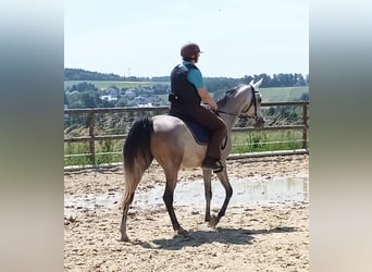Volbloed Arabier, Ruin, 4 Jaar, 153 cm, Brown Falb schimmel